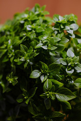 Bright green plant with small leaves in a pot in the interior. 