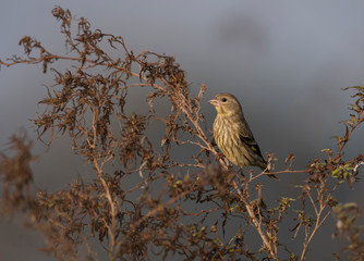 Yellow breasted greenfinch-Chloris spinoides on perch