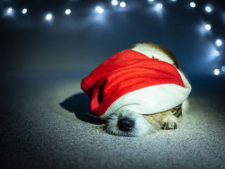 Kleiner Hund mit Weihnachtsmütze auf einem Boden liegend und Lichterkette, Weihnachten