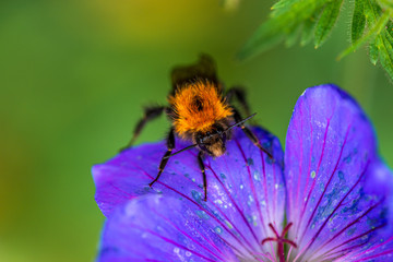 Macro - Bumblebee