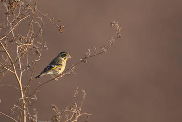 Yellow breasted greenfinch-Chloris spinoides on perch