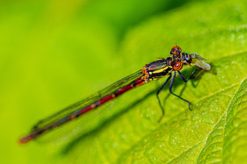 Dragonfly Eating a Fly