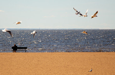 seagulls on the beach