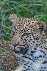 Leopard cub