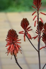 Aloe Vera Flower, garden, Cyprus,