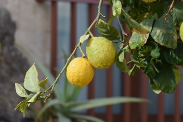 Cyprus citrus fruit isolated on white background