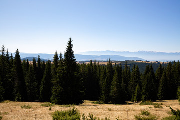 landscape with trees and mountains