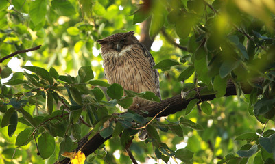Brown fish owl, Bubo zeylonensis, Tadoba National Park, Maharashtra, India