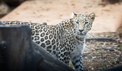 A leopard 