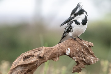 Pied Kingfisher