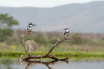 Pied Kingfisher