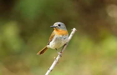 White bellied blue flycatcher, Cyornis pallipes, female, Ganeshgudi, Karnataka, India