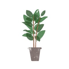Rubber plant in ceramic pot flat vector illustration. Ficus, trendy potted evergreen houseplant isolated on white background. Indoor flower, domestic decorative greenery. Rubber bush design element.