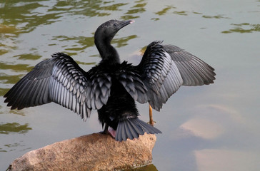 Little cormorant, Microcarbo niger, Lalbagh Lake, Bangalore, Karnataka, India