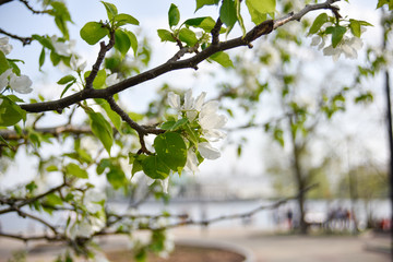 branch of the blooming wild apple tree in the public garden