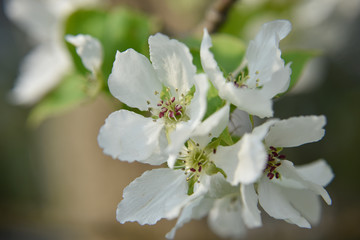flowers on the branch of the blooming wild apple tree in the public garden