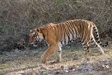 Fototapeta na wymiar Tiger, Panthera Tigris, Bandipur National Park, Karnataka, India