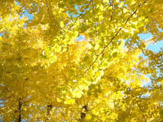 イチョウ　銀杏　紅葉　秋　日本