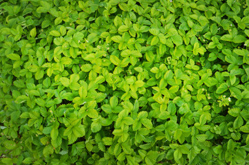 Strawberry bushes close up, green natural background