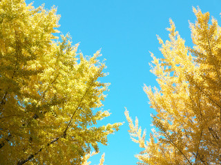 イチョウ　銀杏　紅葉　秋　日本