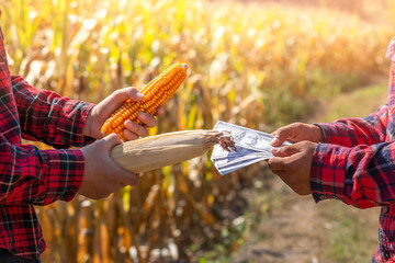 Two man standing and exchange a corn and money in corn field. Business of agriculture concept.