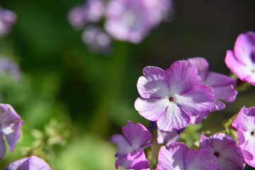Small purple flowers on the green background, close-up, selective focus