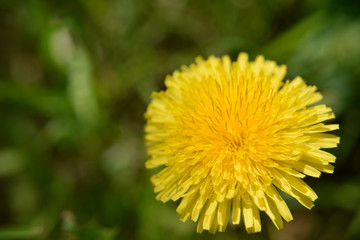 Isolated yellow dandelion flower with the grass, selective focus, closse-up