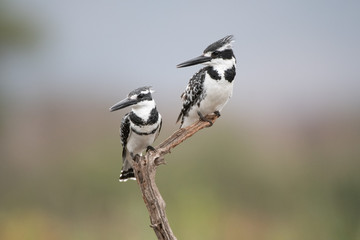 Pied Kingfisher