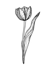 Hand drawn and sketch Tulips flower. Black and white with line art illustration.