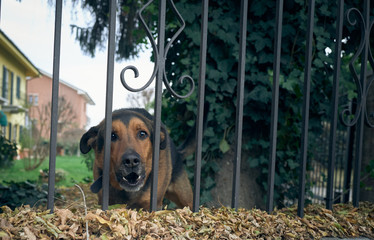 Aggressive dog is barking behind the fence