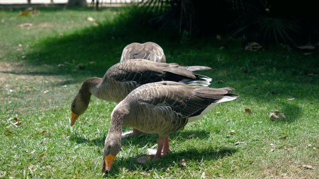 Three geese eating green grass on the lawn in the park. Barcelona. Spain. 4K