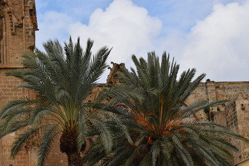 Fototapeta na wymiar Palm tree in the Cyprus Garden