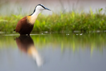 African Jacana