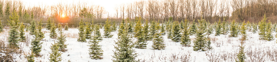 Fototapeta premium panorama young Christmas trees in winter in the setting sun