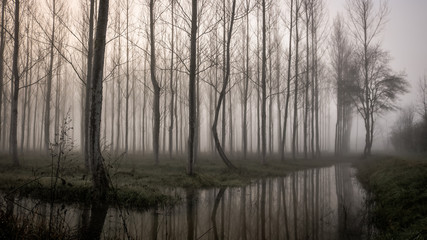 the water mirror for trees