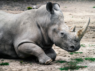 Obraz premium A close up encounter of a single horned adult rhinoceros laying in the dirt.