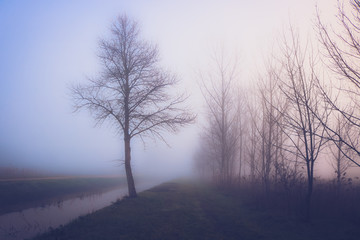 the tree and the mist