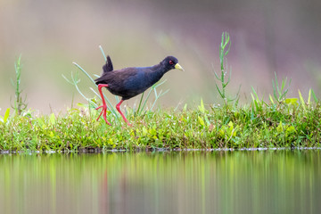 Black Crake