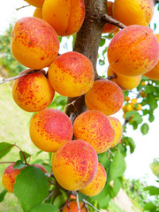 Ripe sweet apricot fruits growing on orchard tree in garden on green leaves background. Long fresh apricots hung all over tree branch, harvest season. Closeup, selective focus