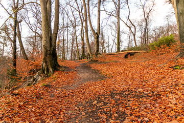 Obraz premium Winterlicher Wald mit kahlen Ästen und bunten Laub auf dem Waldboden lädt zum Wandern und Spaziergang im Herbst mit der Familie auf Waldwegen und natürlichen Pfaden ein, baut Stress ab für Gesundheit