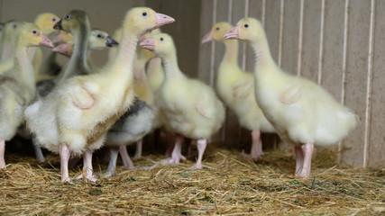 little goslings on the farm