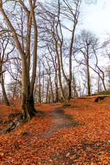 Fototapeta premium Winterlicher Wald mit kahlen Ästen und bunten Laub auf dem Waldboden lädt zum Wandern und Spaziergang im Herbst mit der Familie auf Waldwegen und natürlichen Pfaden ein, baut Stress ab für Gesundheit