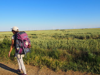 Naklejka premium Pilgrim walk in the beautiful agricultural landscape on the road to Santiago de Compostela, Camino de Santiago, Way of St. James, Journey from Hornillos del Camino to Castrojeriz, French way, Spain