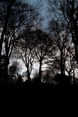 Gruseliger Wald mit Silhouetten von kahlen Bäumen ohne Blätter im Winter lässt Angst und Schrecken in der Nacht aufkommen und verängstigt Kinder und Erwachsene nicht nur an Halloween
