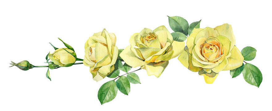 Horizontal composition of watercolor yellow roses.