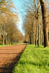 Empty walking road / alley in public park