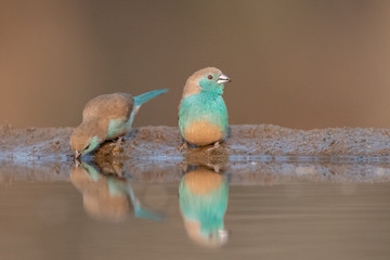 Blue waxbill