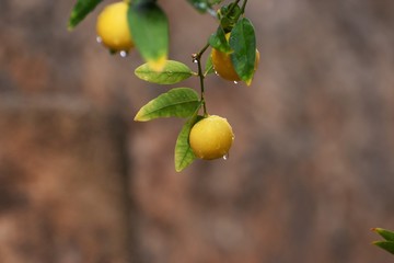 Cyprus citrus fruit isolated on white background