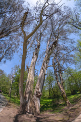 Fototapeta na wymiar huge eucalyptus tree with a bare trunk in summer Park fish eye