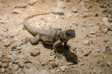 Lizard hunts in the wild